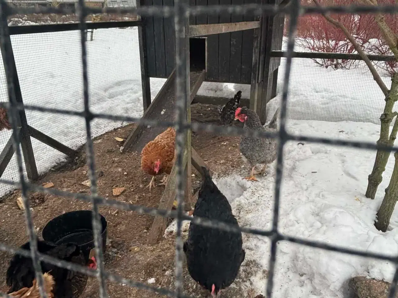 Billede 2 - Æglæggende hønseflok sælges