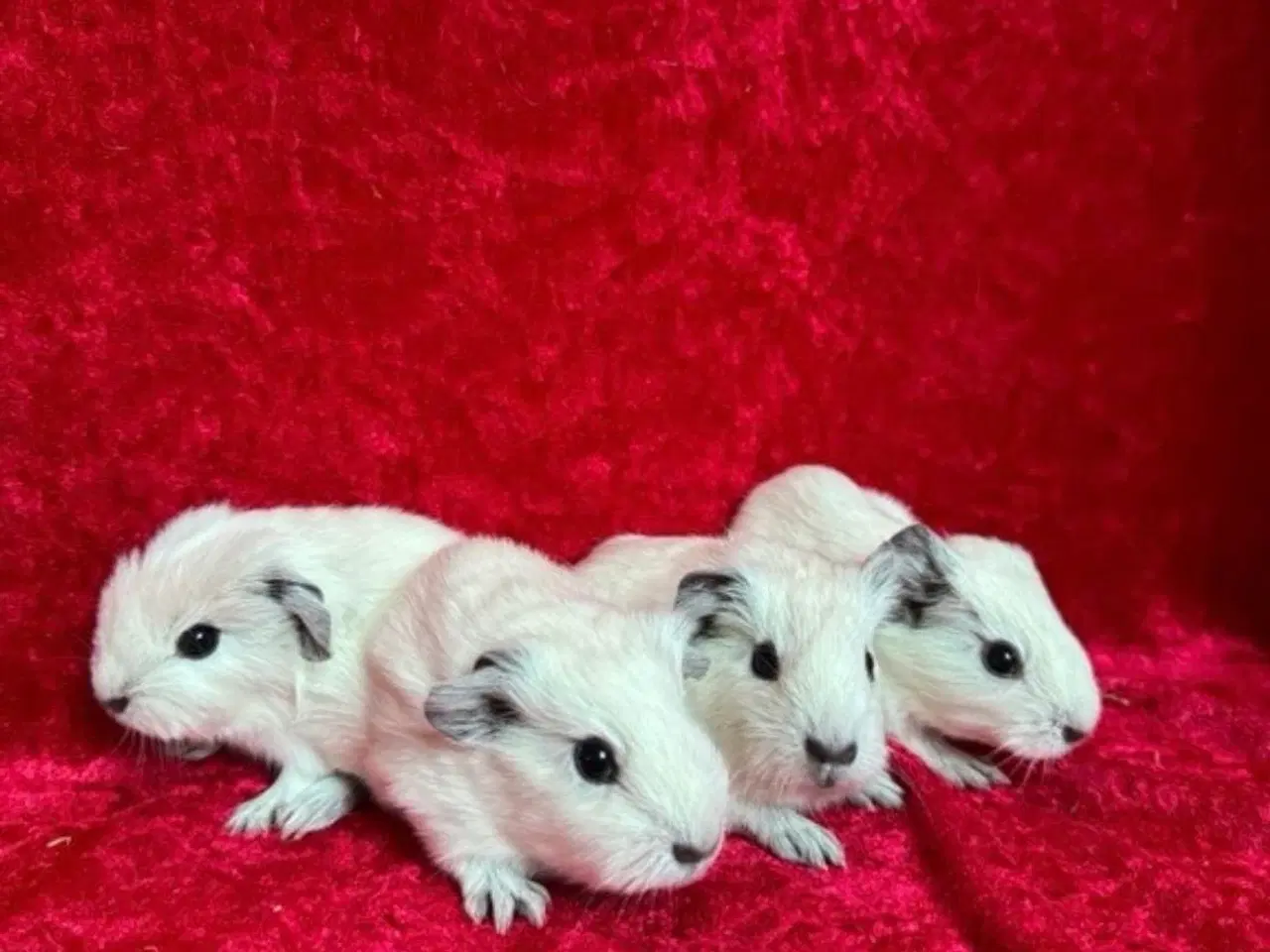 Billede 10 - California Marsvin 