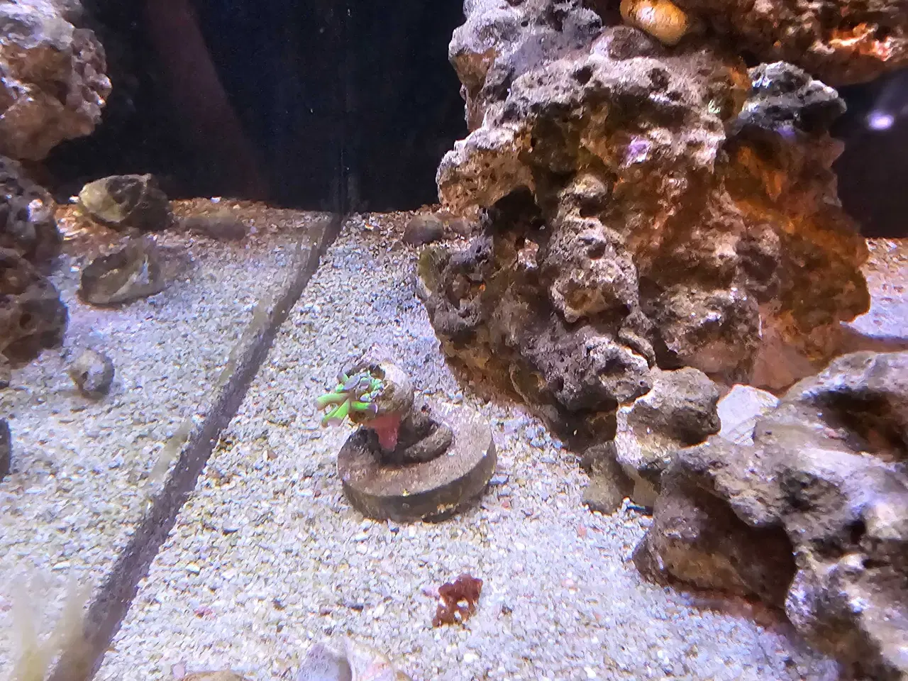 Billede 12 - Red Sea AIO 75 liter saltvandsakvarie