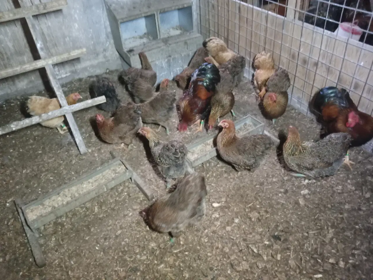 Billede 3 - Dværghøns