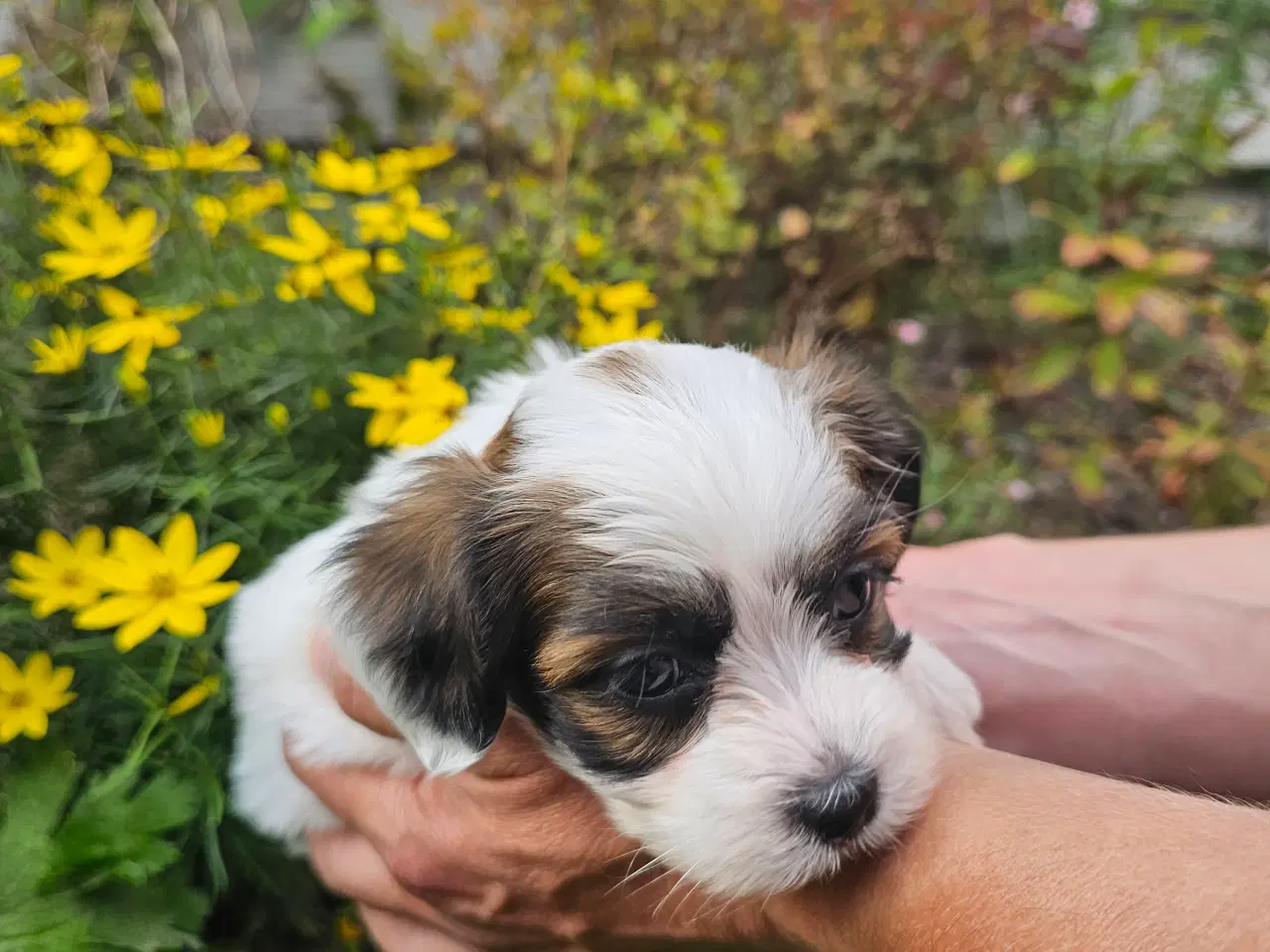 Billede 4 - Ægte Bichon havanais pige