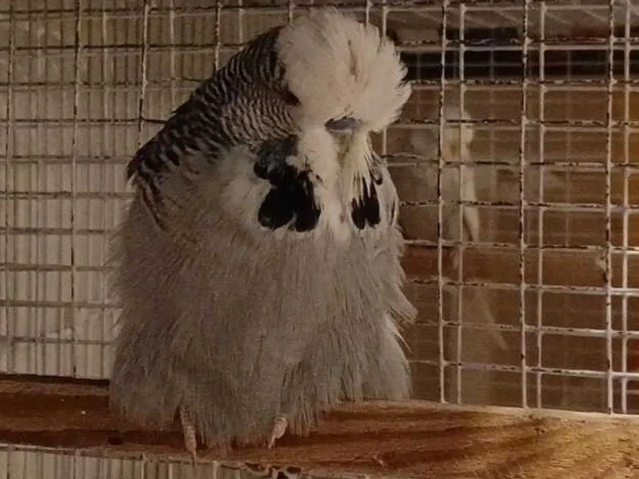 Billede 3 - Engelsk undulat han 