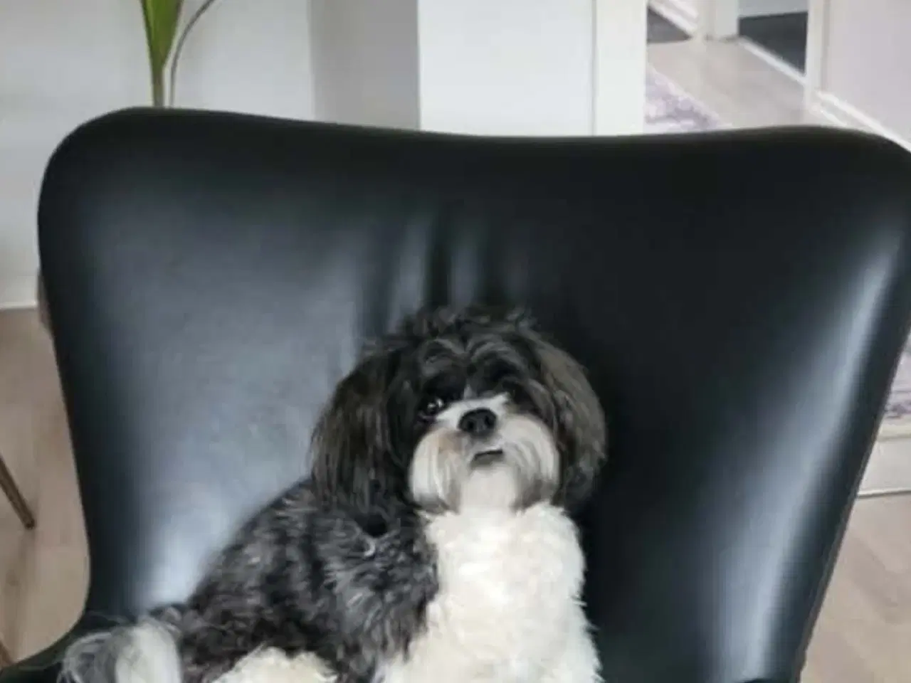 Billede 2 - Lhaso Apso tilbyder parring