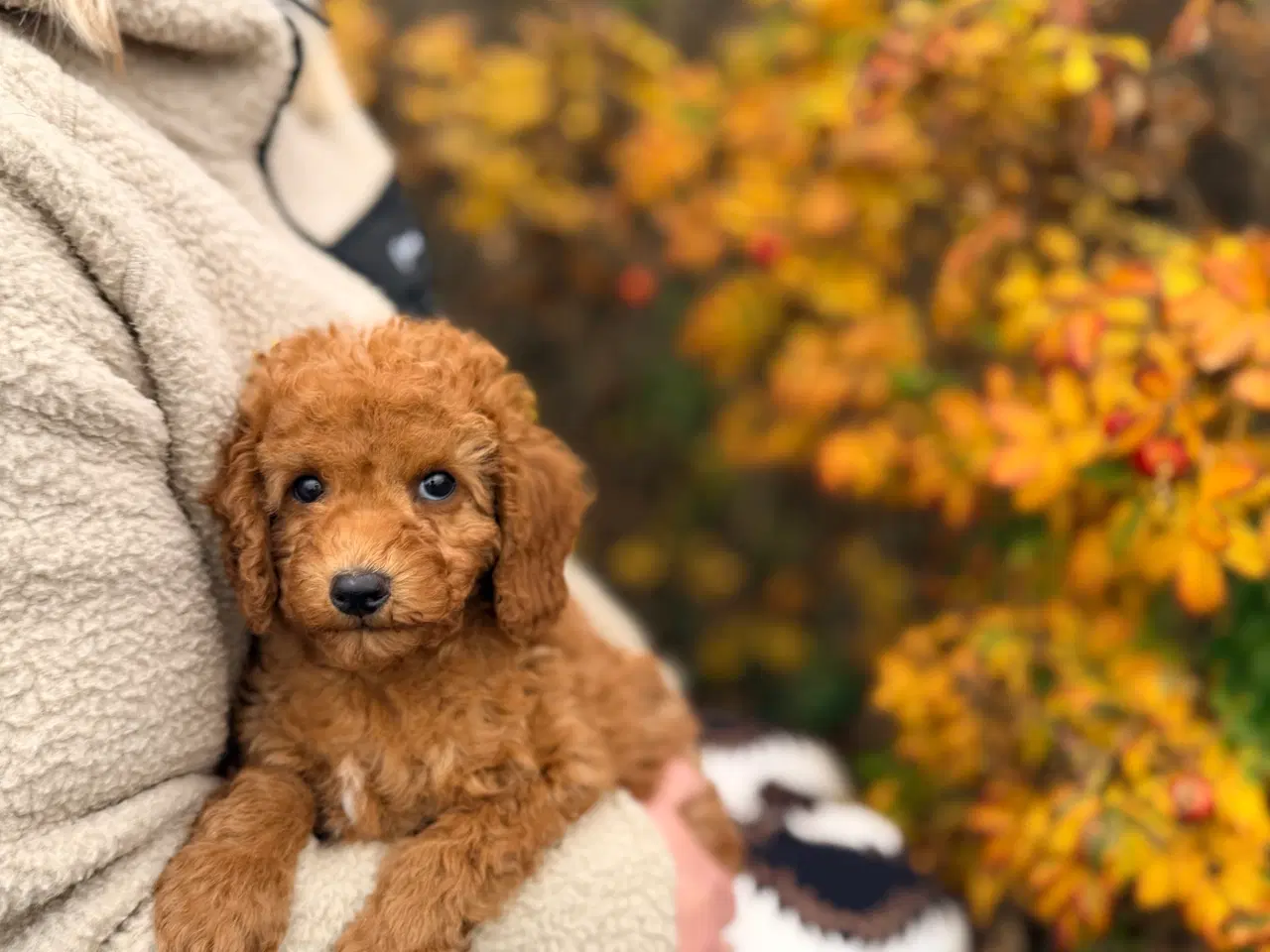 Billede 4 - Mellem puddel