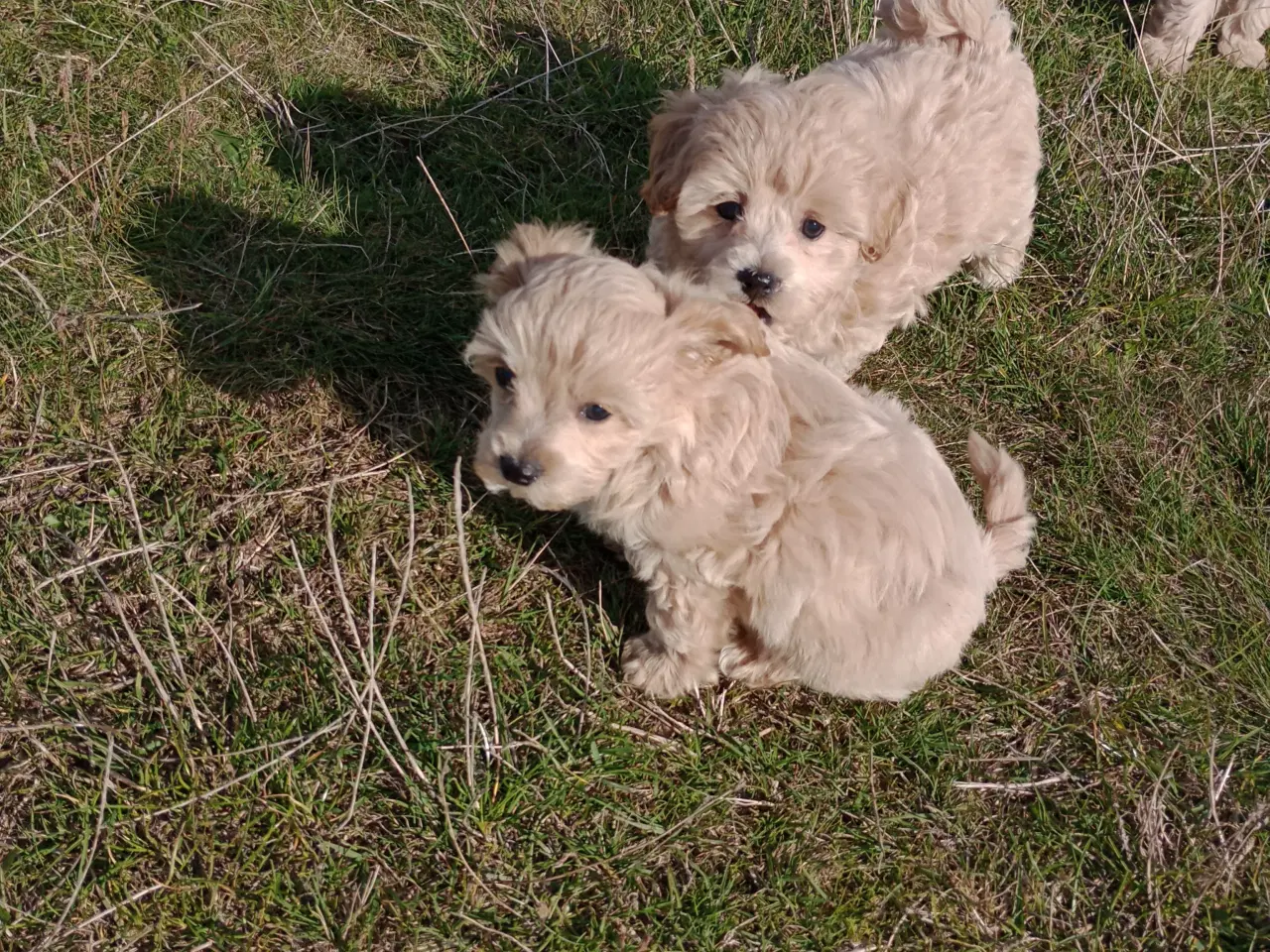 Billede 11 - Maltipoo hvalpe