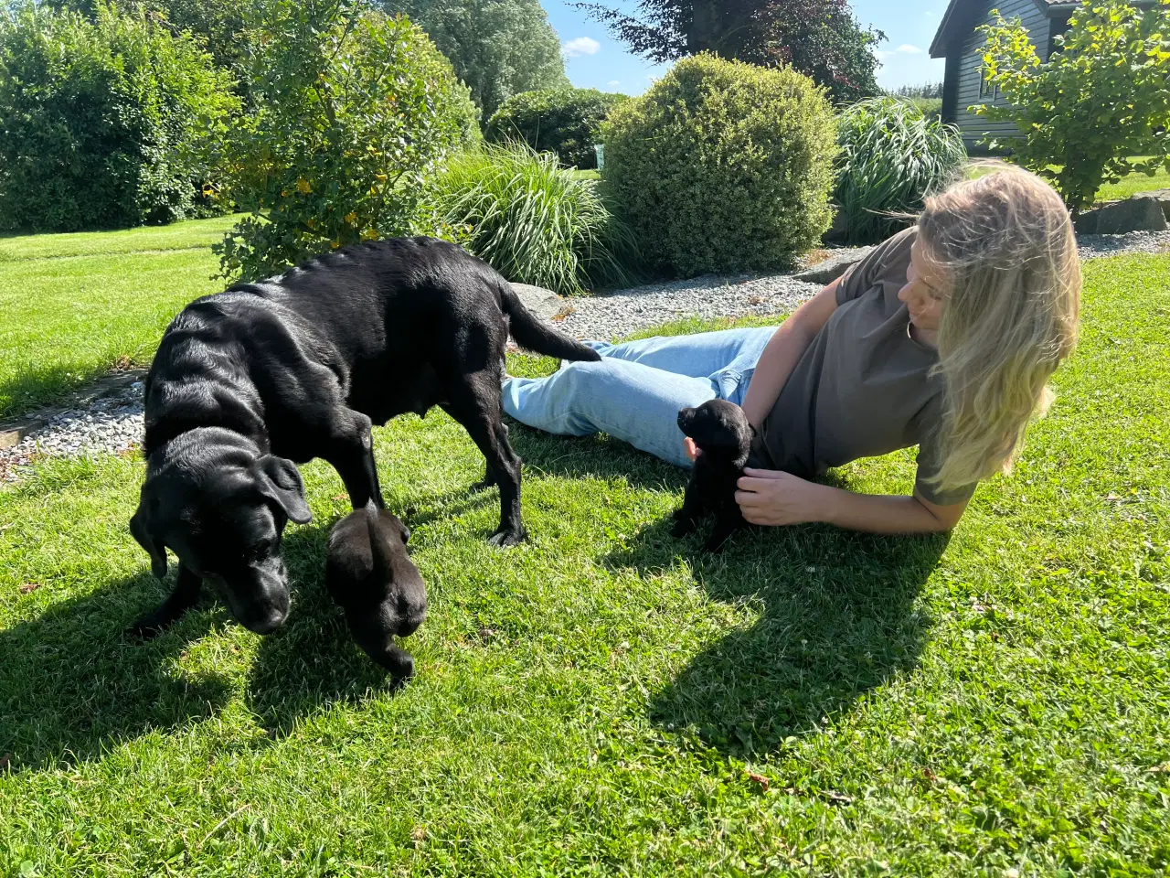 Billede 6 - Ægte labrador hvalpe