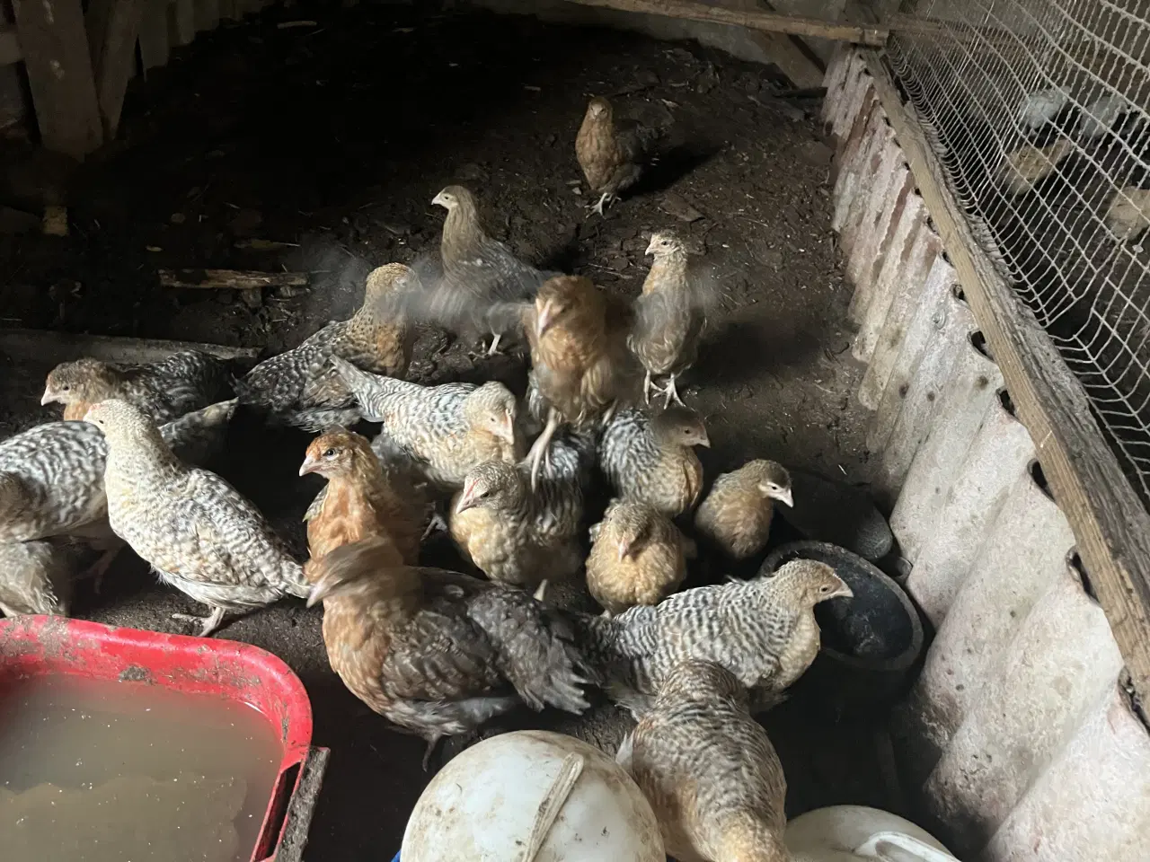 Billede 3 - kyllinger af Bielefelder Varme fri