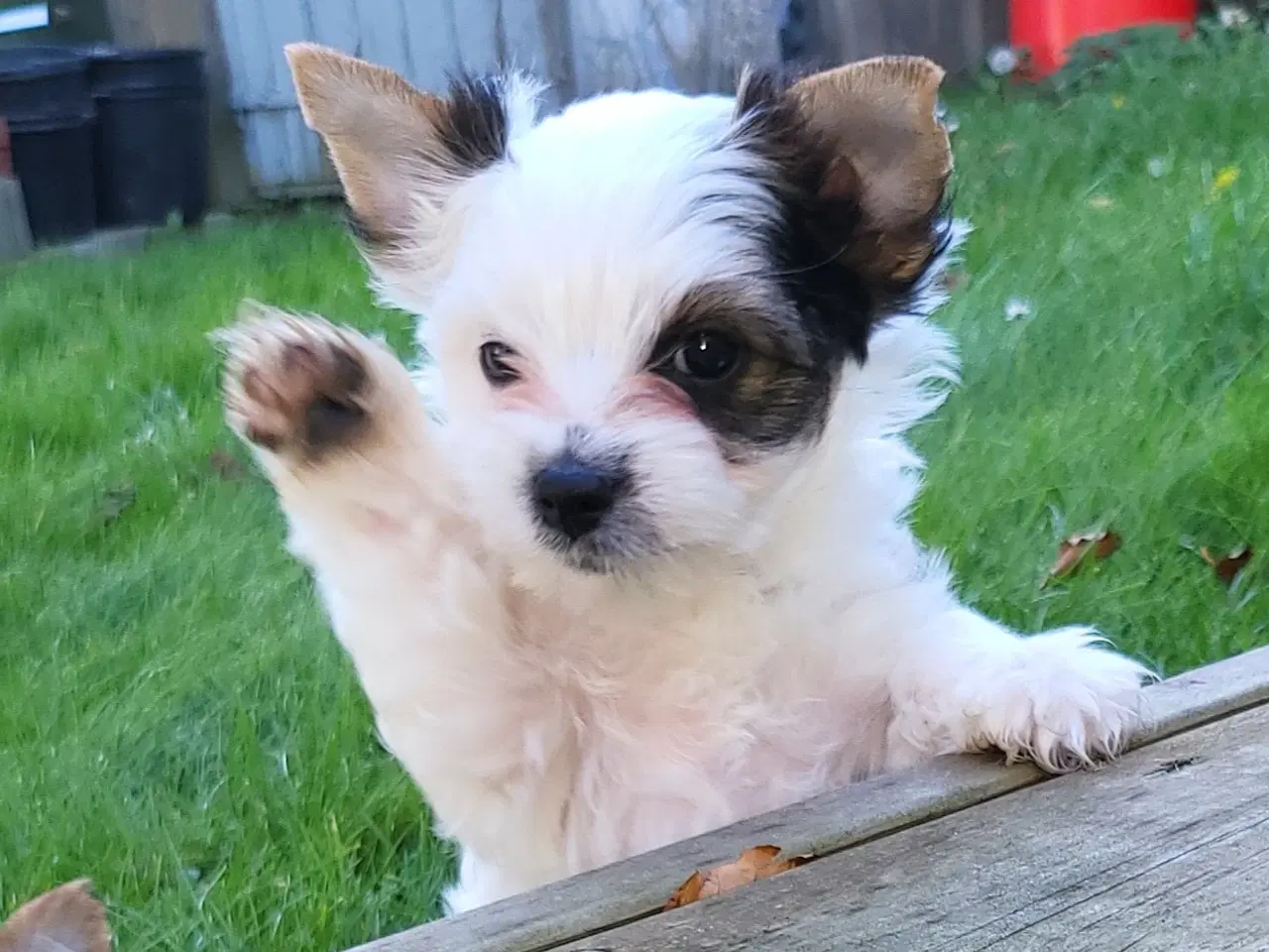 Billede 5 - Biewer Yorkshire terrier 