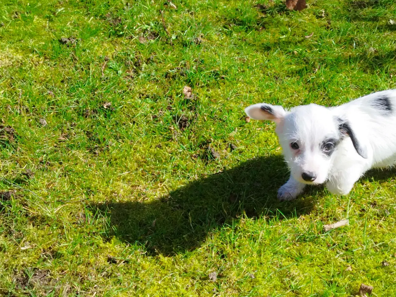 Billede 4 - Gravhund hvalp Bobby søger nyt hjem
