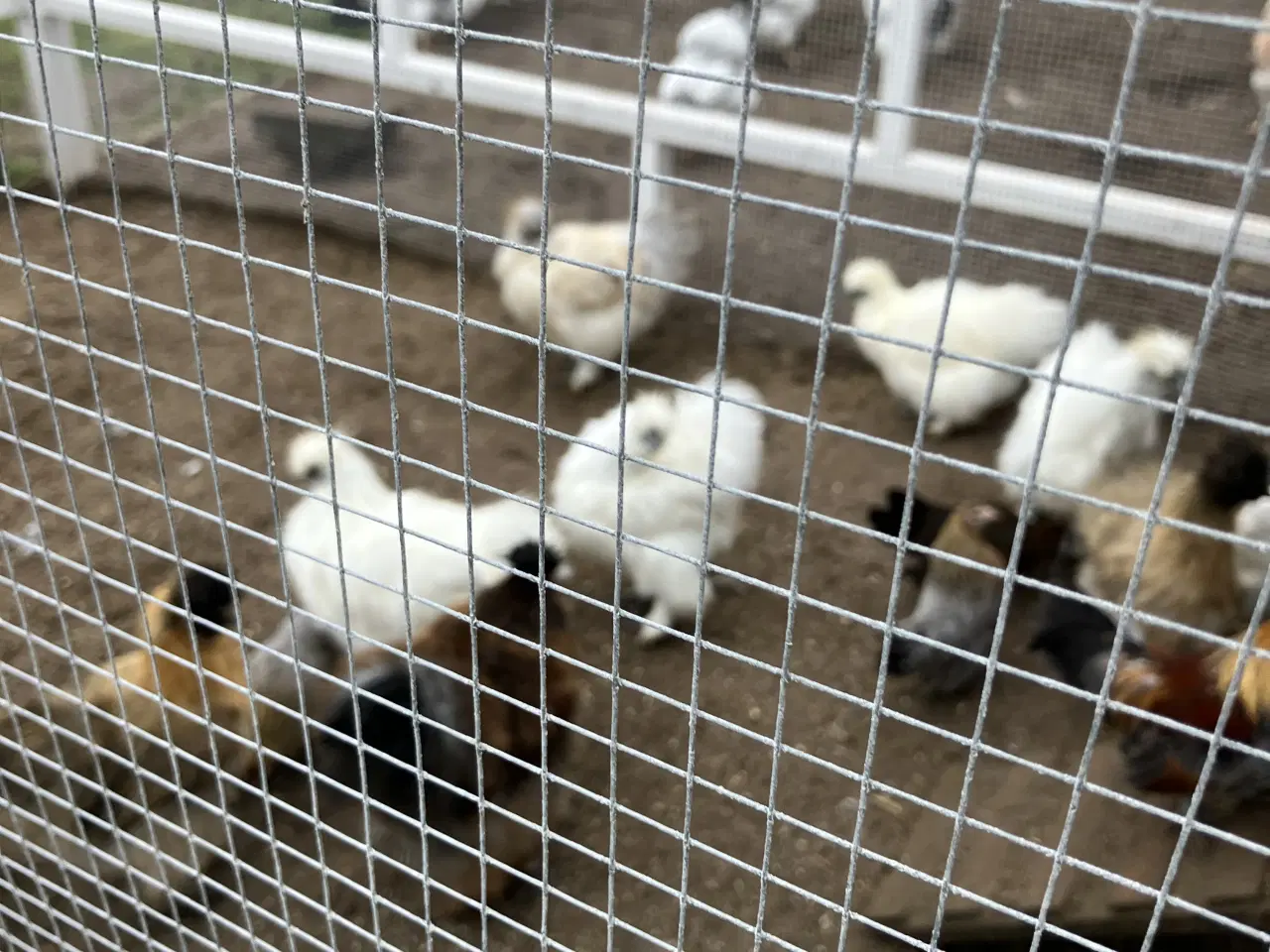 Billede 3 - Silke kyllinger