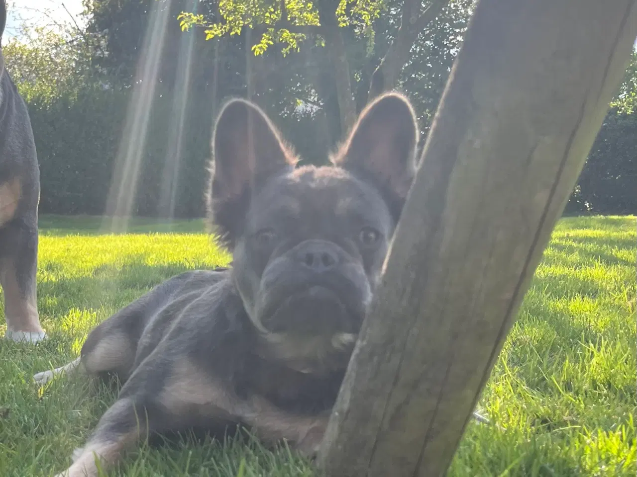 Billede 2 - Fluffy fransk bulldog