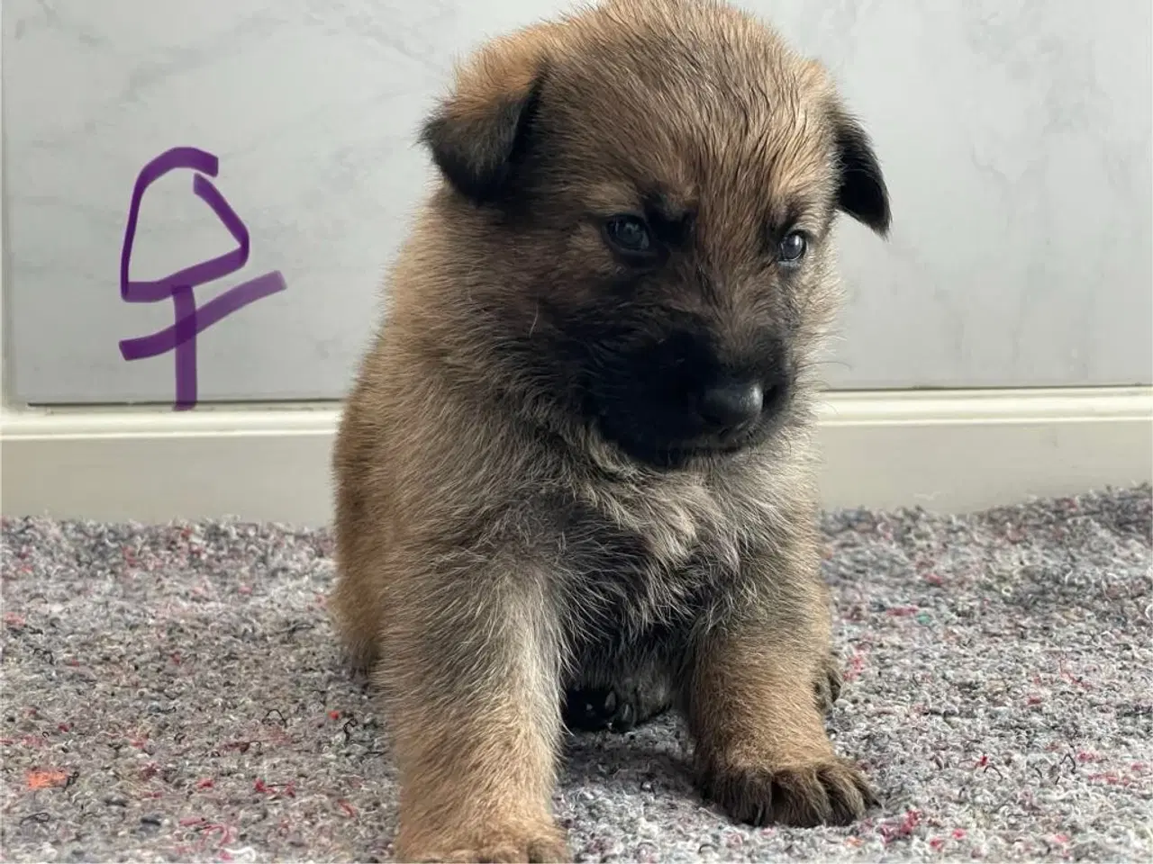 Billede 6 - Skønne schæferhundehvalpe