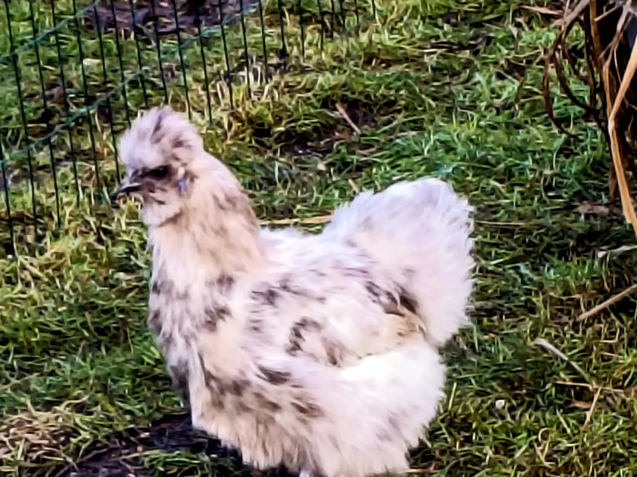 Billede 2 - Flotte Silkehøns /Silkehaner Us str