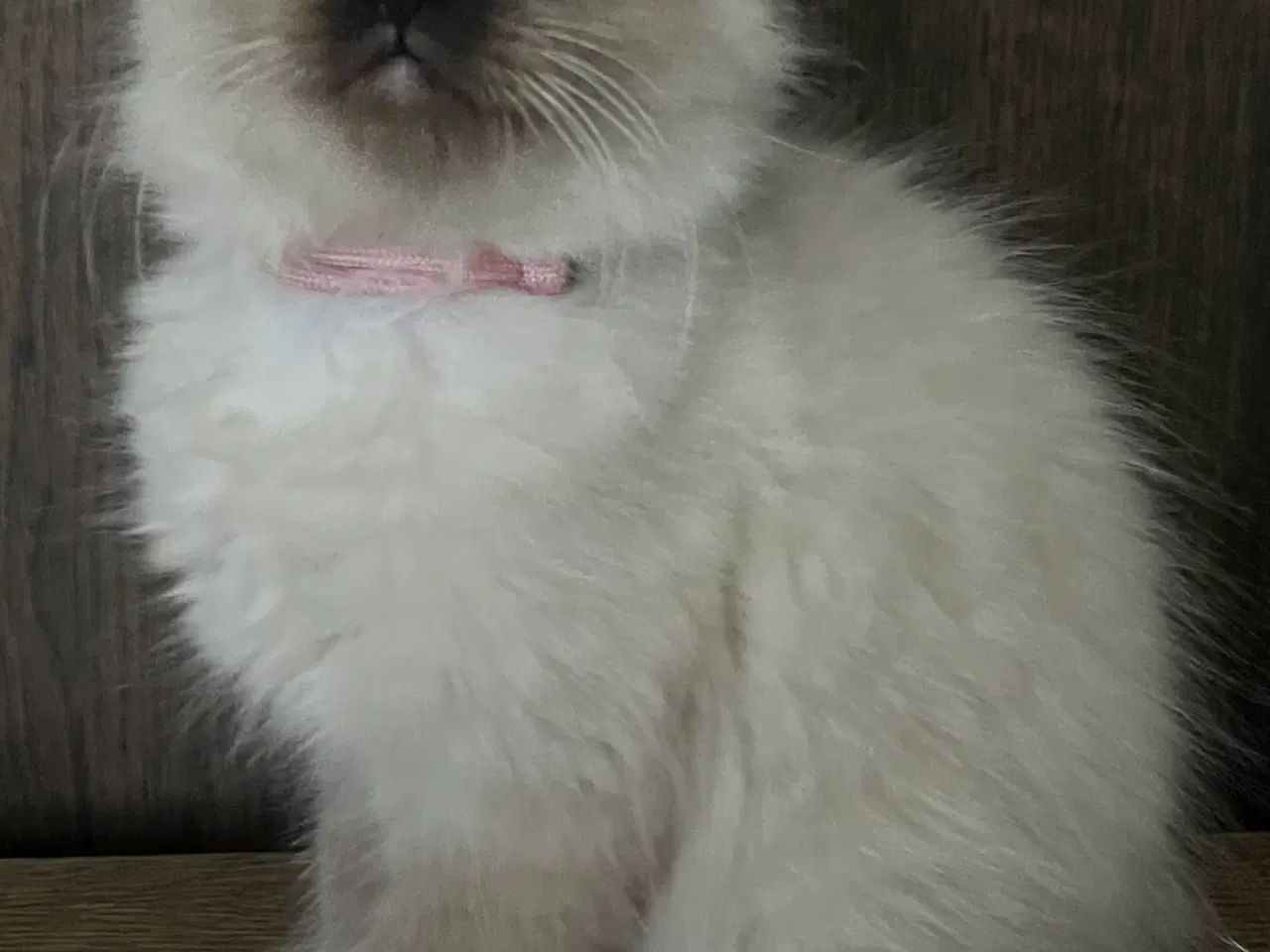 Billede 10 - Hellig Birma/Ragdoll inde katte 