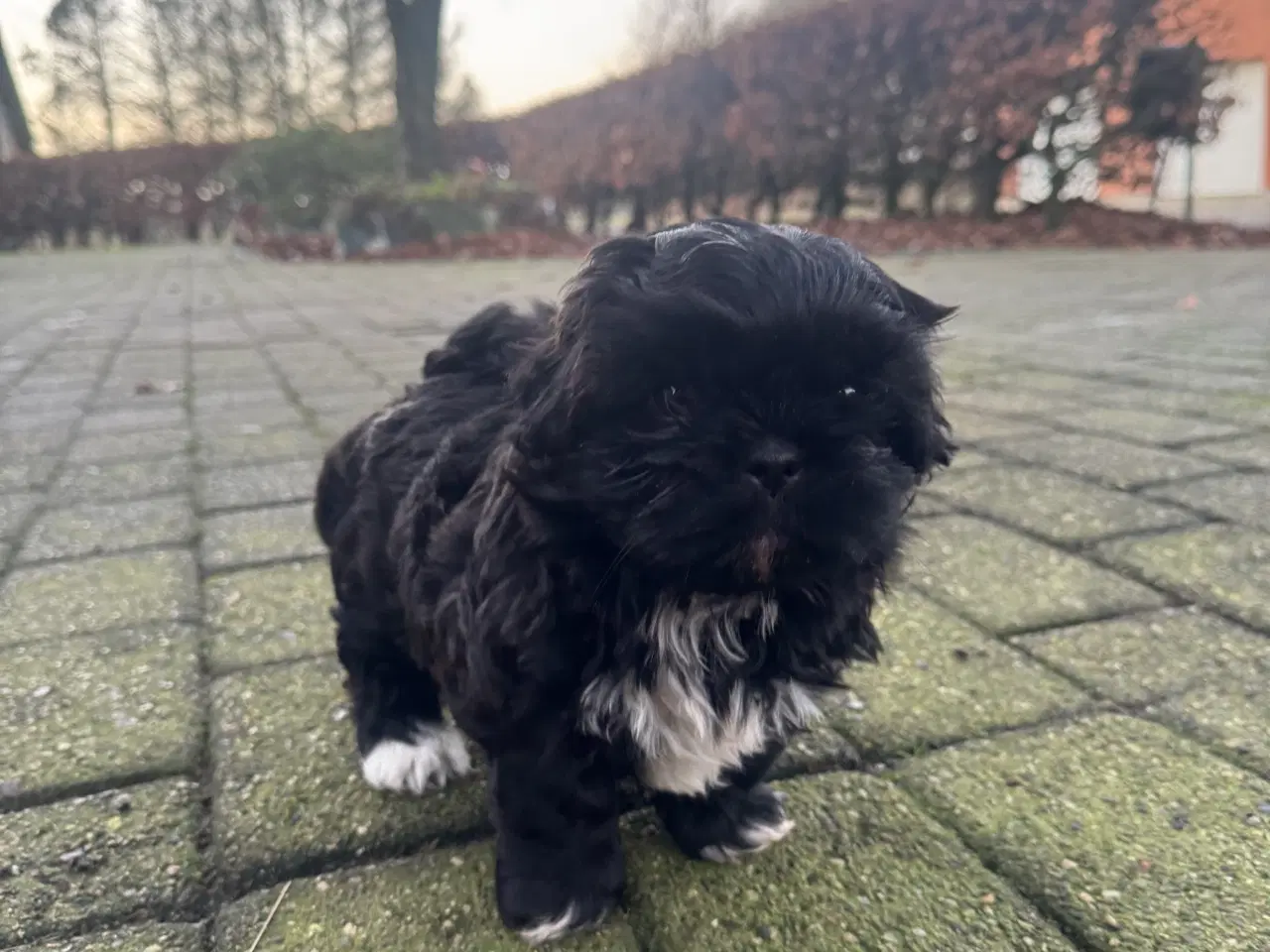 Billede 5 - Shih Tzu hvalp 🐶 