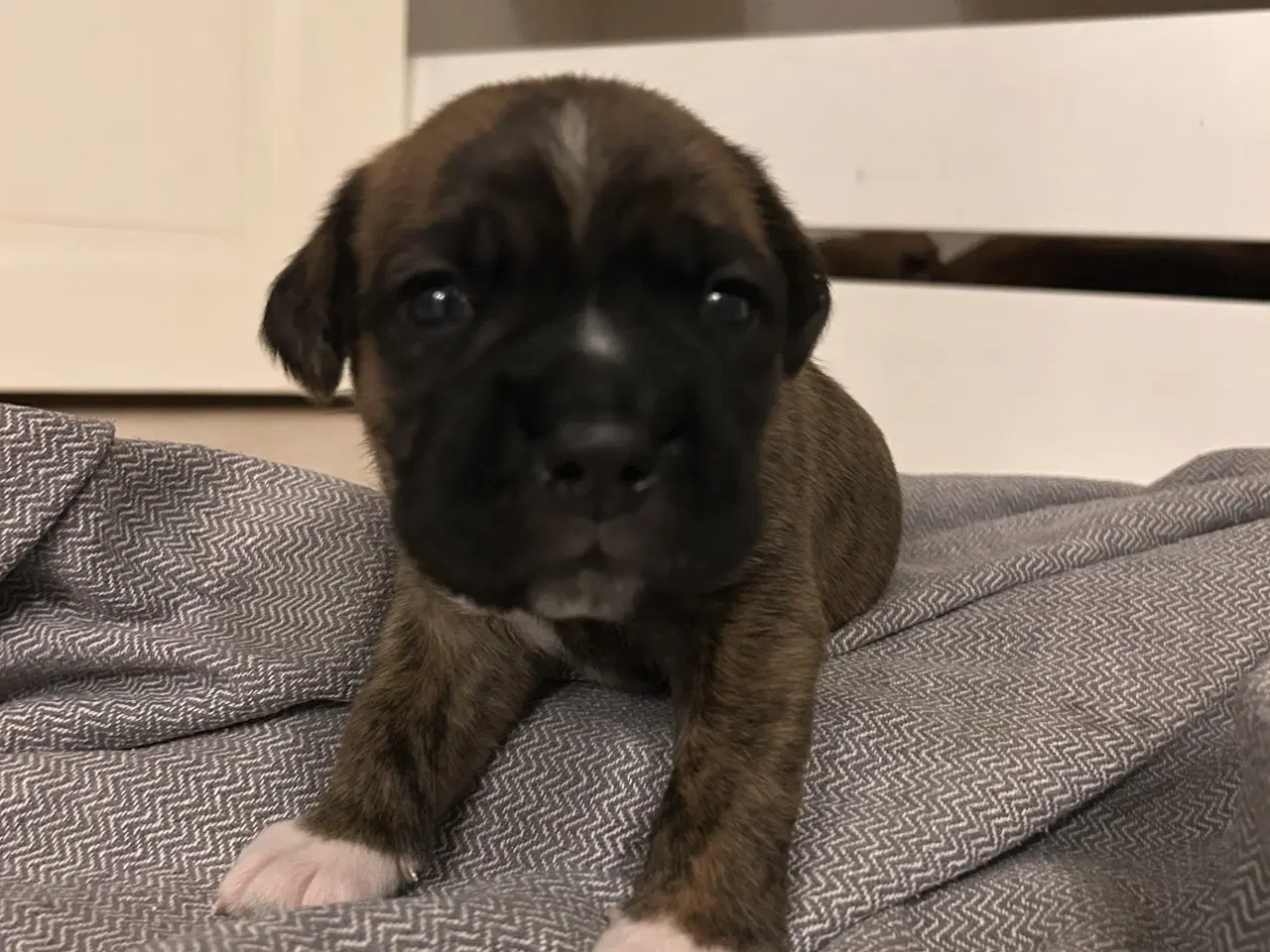 Billede 2 - Store, smukke og robuste Boxer/Mastiff hvalpe