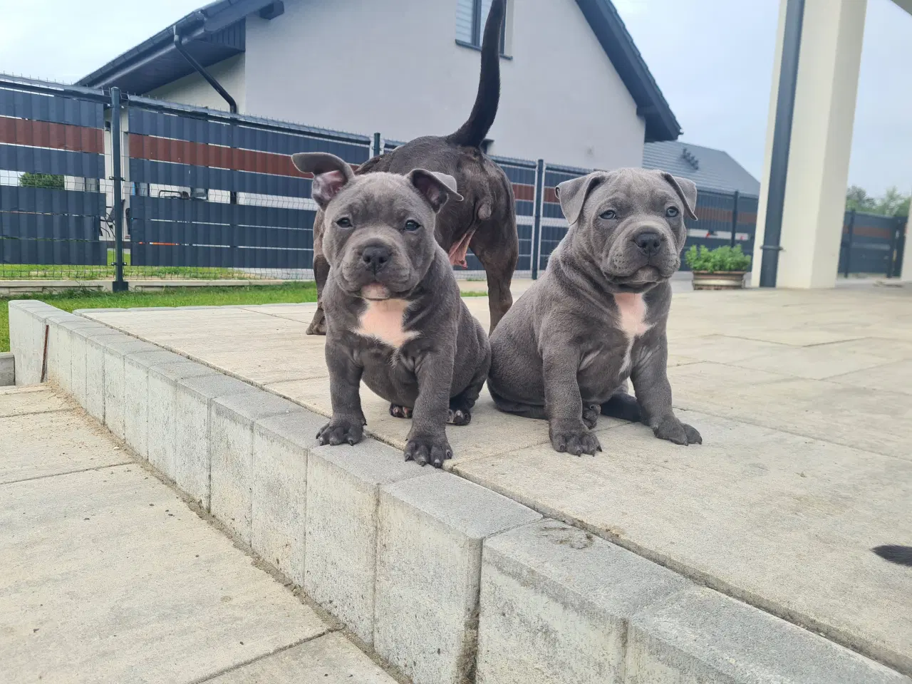 Billede 13 - American Bully pige blå - abkc Pocket