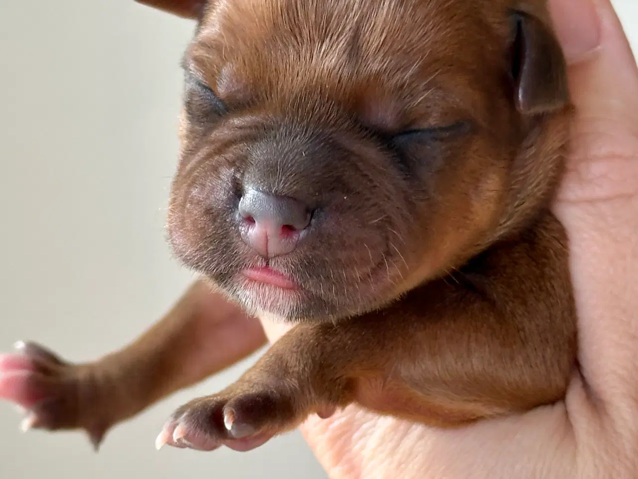 Billede 2 - Staffordshire Bull Terrier DKK