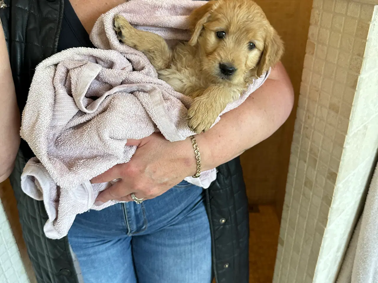 Billede 14 - Goldendoodle