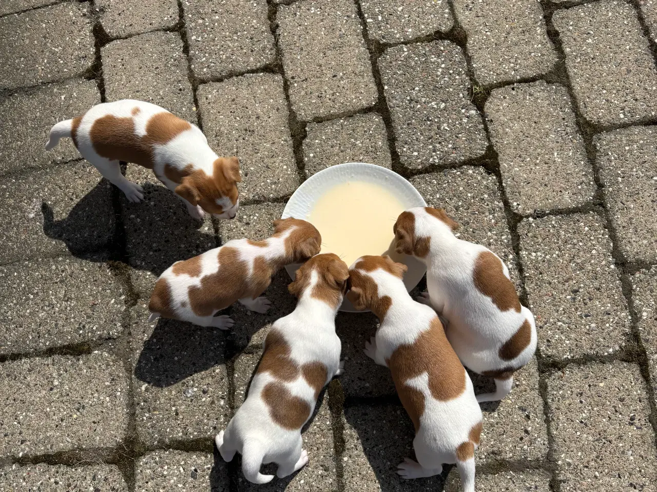 Billede 3 - Hundehvalpe
