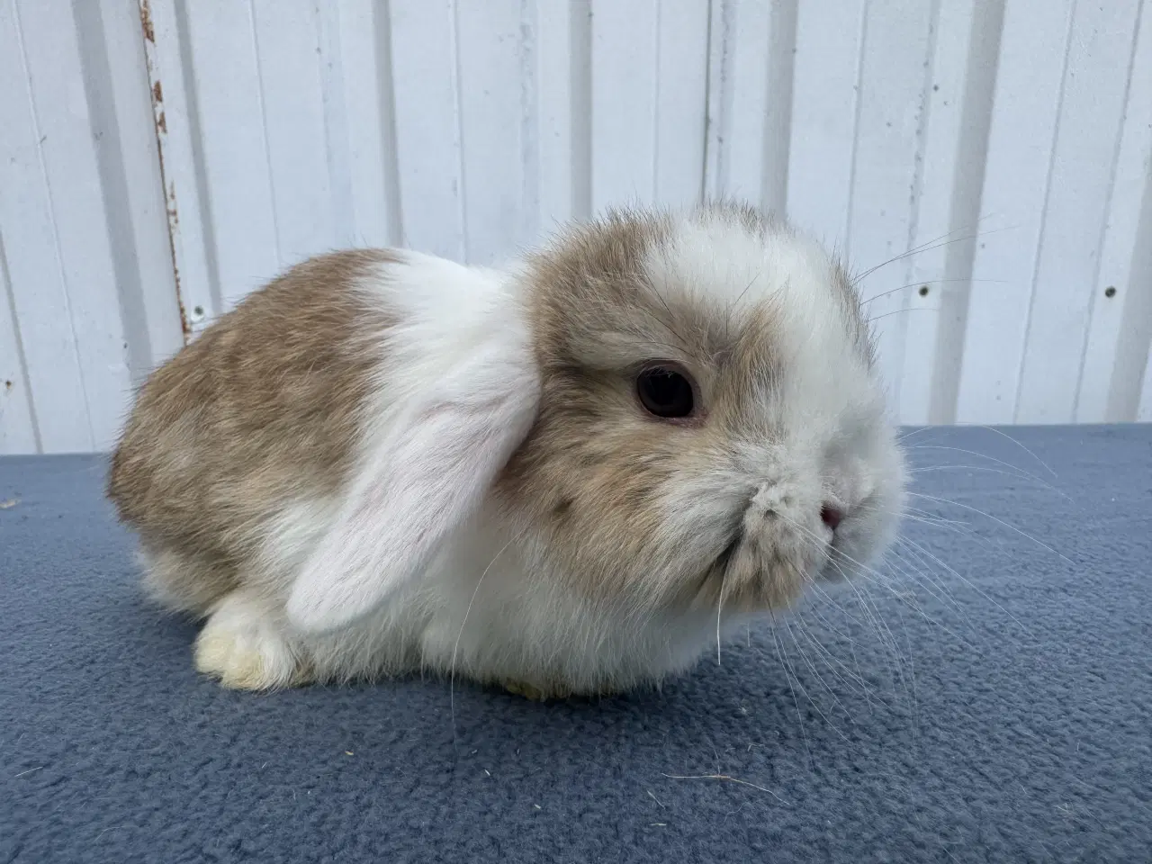 Billede 1 - Mini lop hankanin