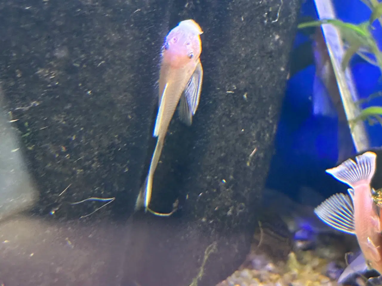 Billede 1 - L144 snow white longfin