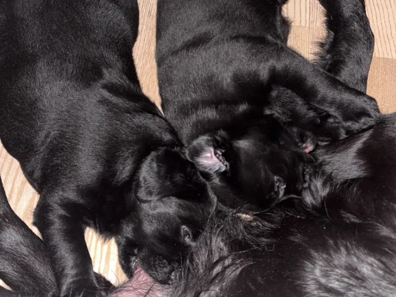 Billede 4 - Søde Hundehvalpe