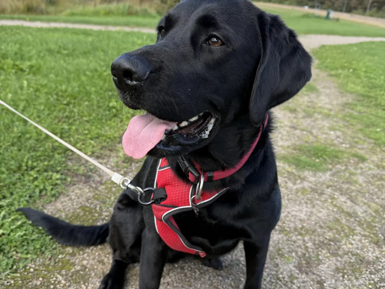 Billede 4 - Golden Retriever/Labrador hvalpe