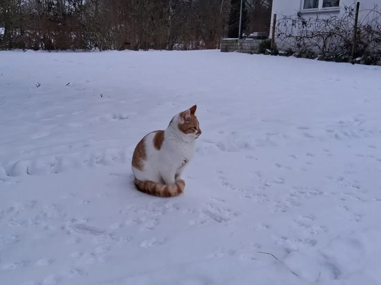 Billede 1 - Stor killing sælges