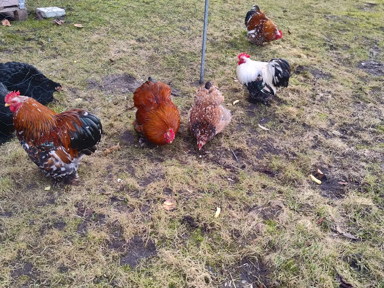 Billede 3 - Kochin dværg Haner