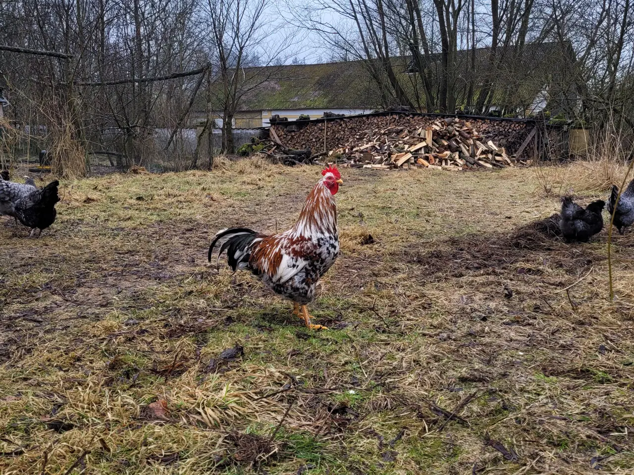Billede 3 - Tre søde og nysgerrige skånske blomsterhaner sælge