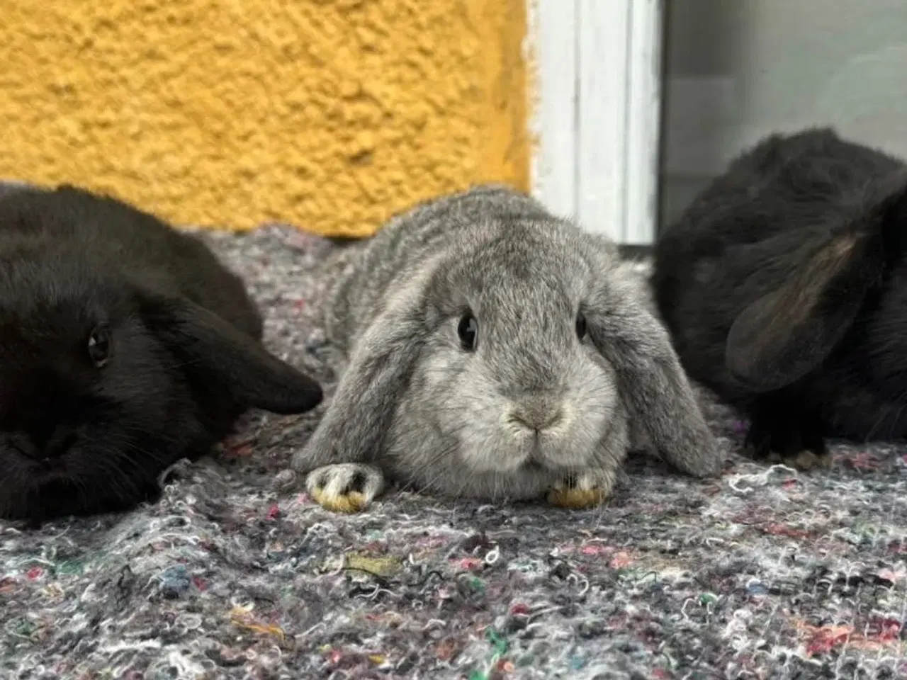 Billede 1 - Han Dværgvædder unger sælges - klar nu 