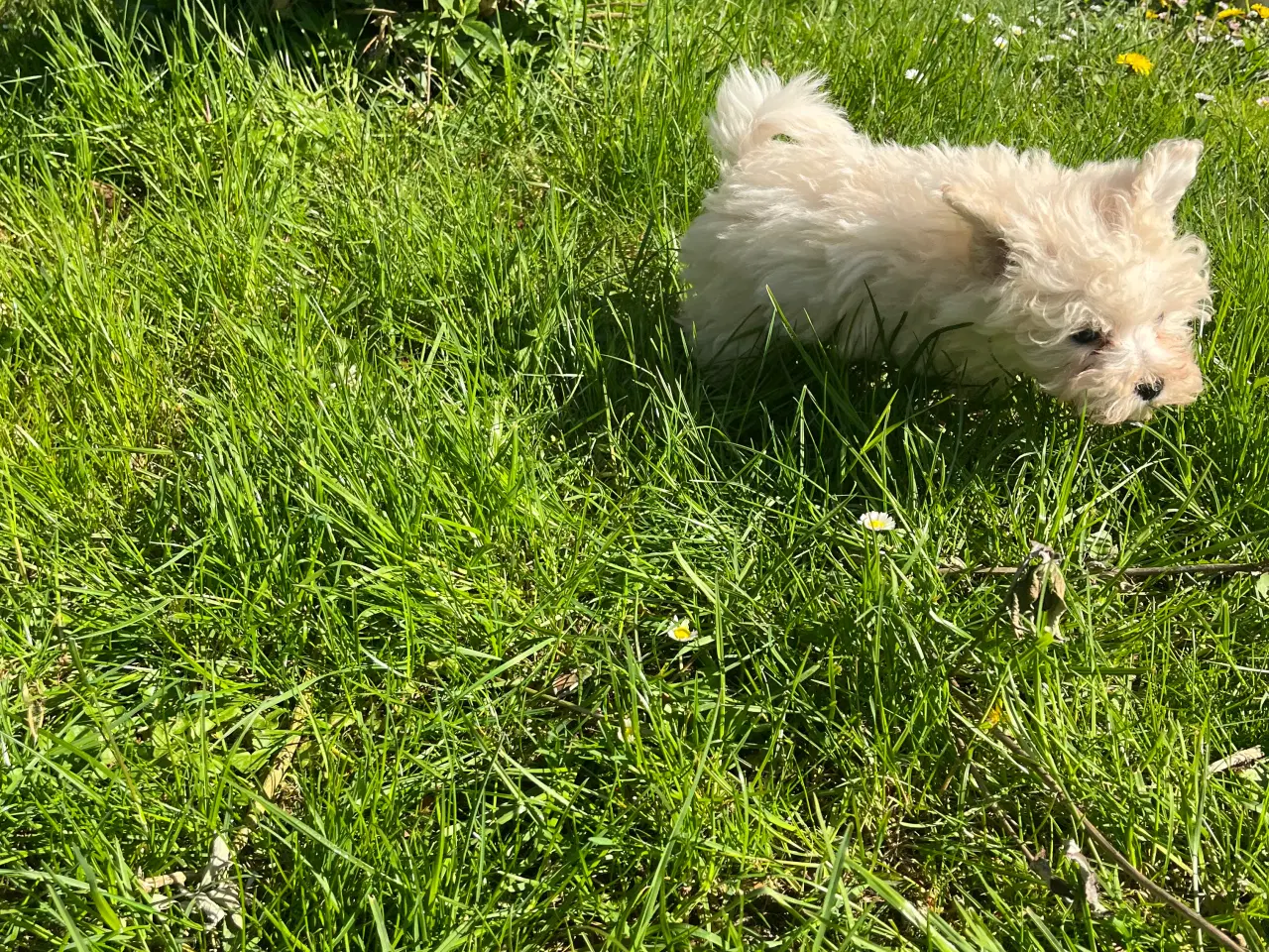 Billede 10 - Maltipoo hvalpe