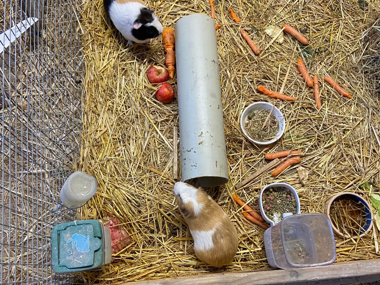 Billede 3 - Marsvin med bur