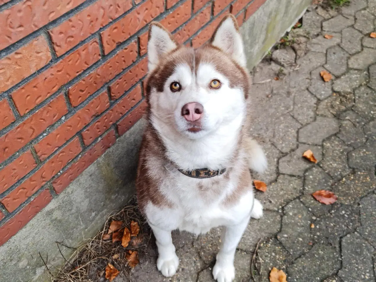 Billede 8 - Dejlig husky pige på 3 år søger nyt hjem