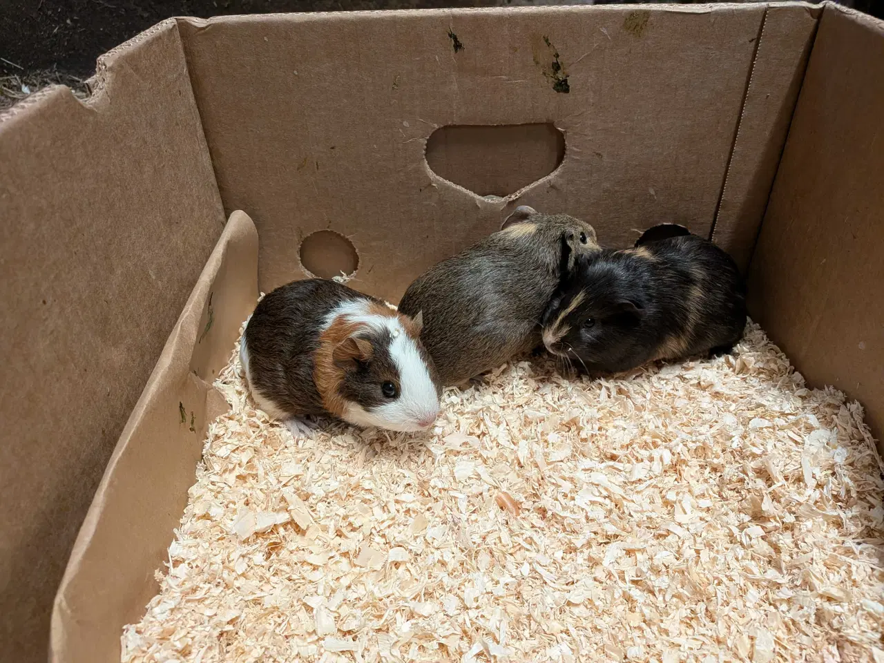 Billede 3 - marsvin unger søger nyt hjem