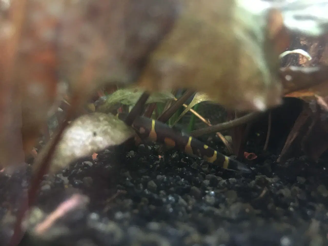 Billede 5 - Fint lille akvarium 