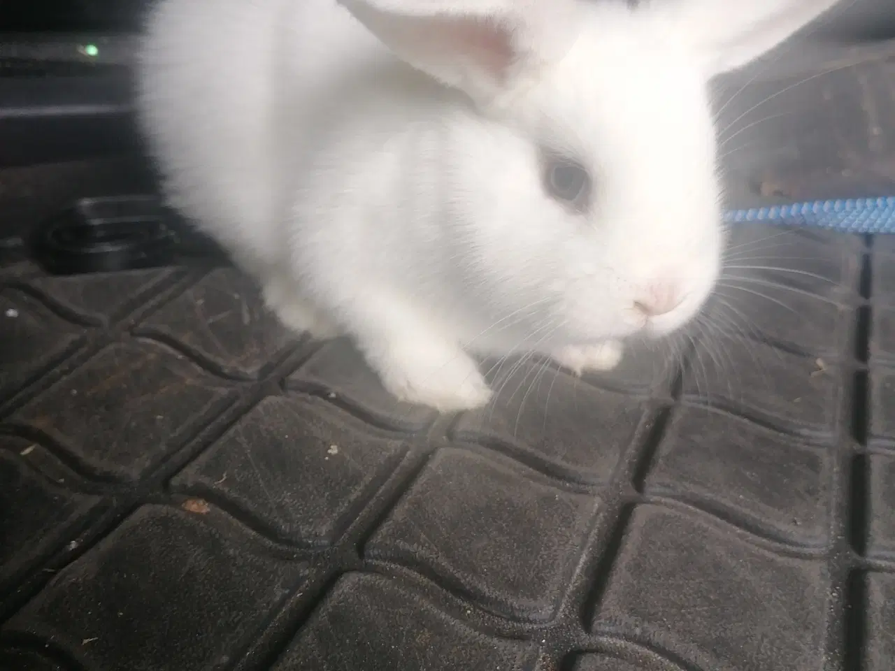 Billede 2 - Mini Lop dv vædder 