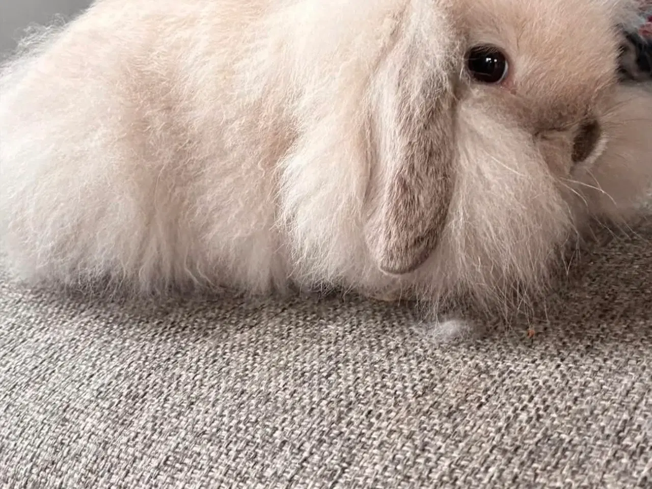 Billede 1 - Minilop. Mini lop. Lionlop