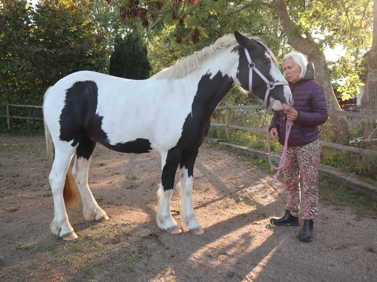 Billede 3 - Irish Cob hoppe 2,5 år