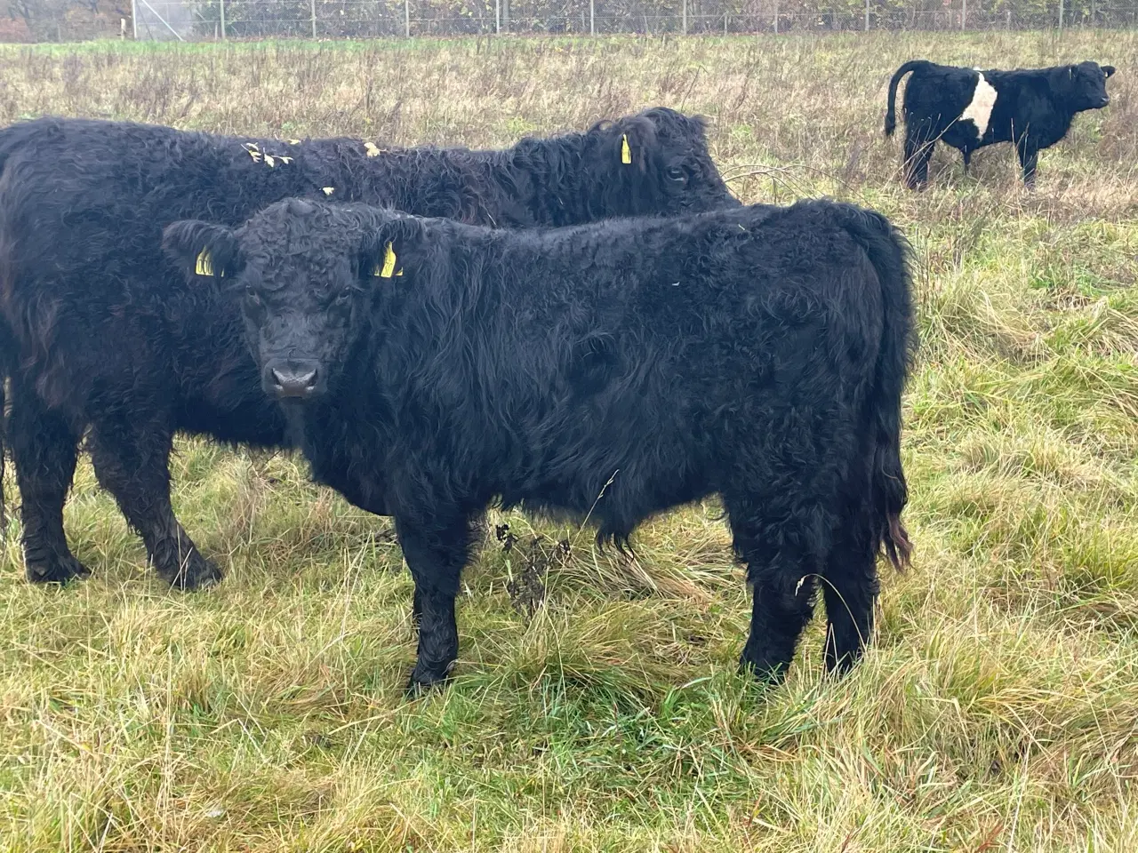 Billede 3 - 1 rigtig fingalloway tyre