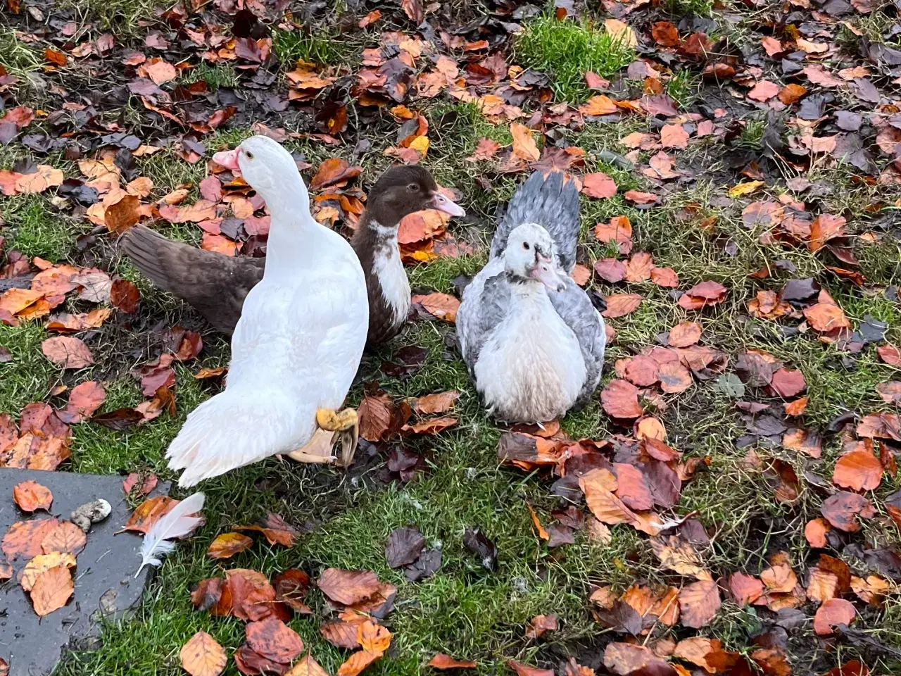 Billede 1 - 2 moskus ællinger søger nyt hjem