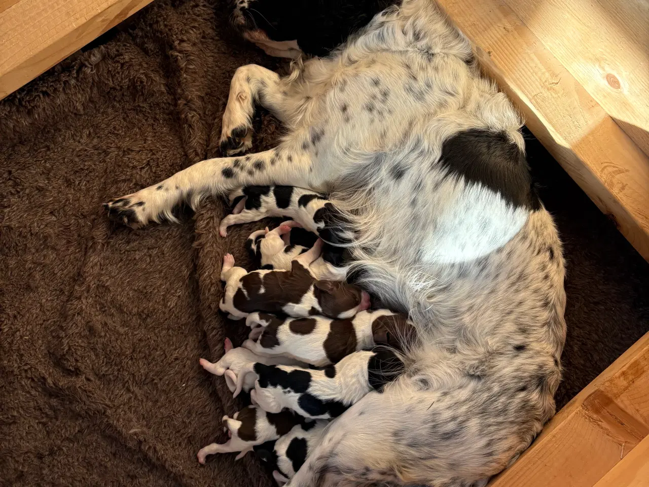 Billede 8 - FT Springer Spaniel med stamtavle 