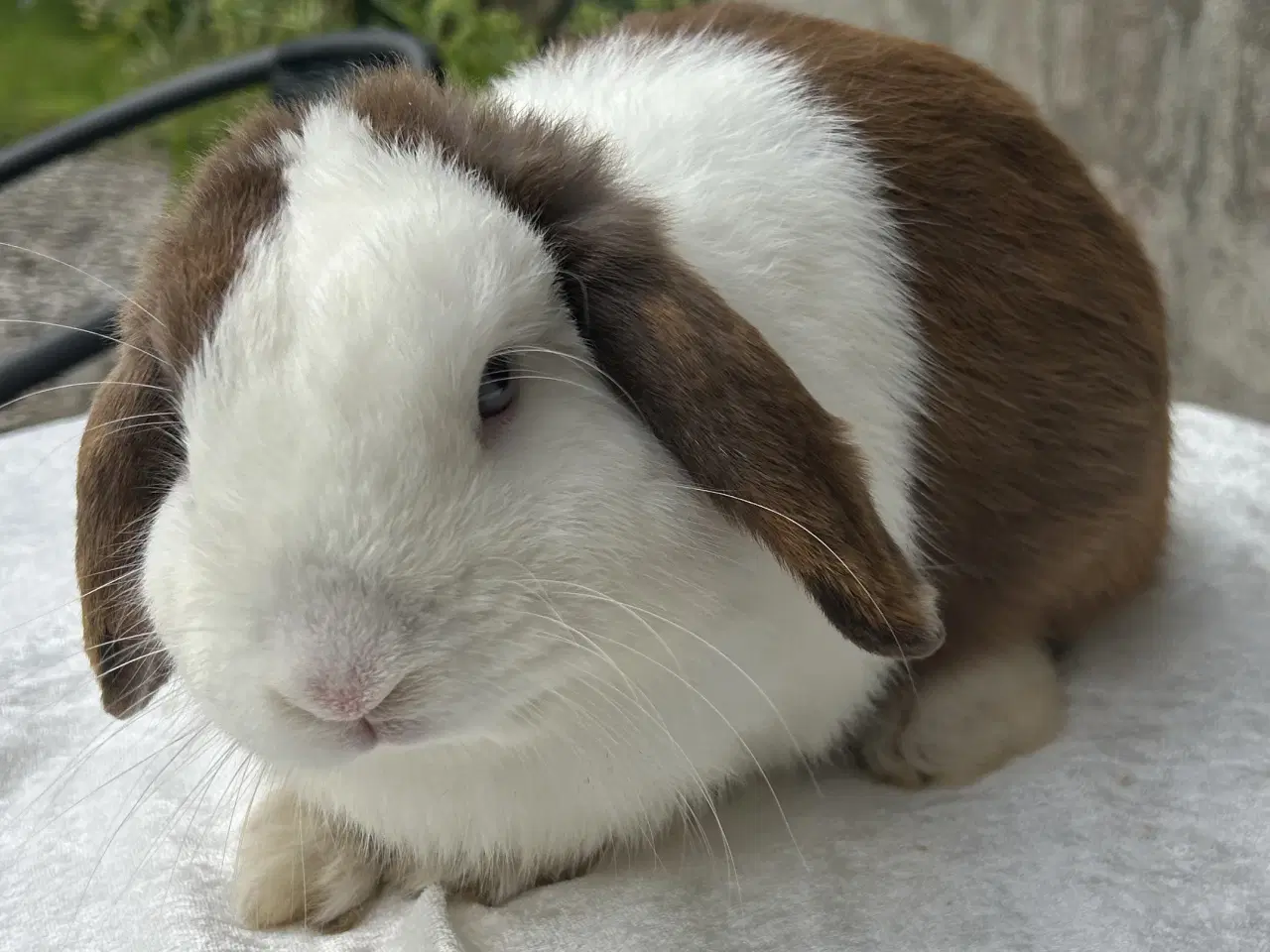 Billede 2 - Super sød og kælen dreng