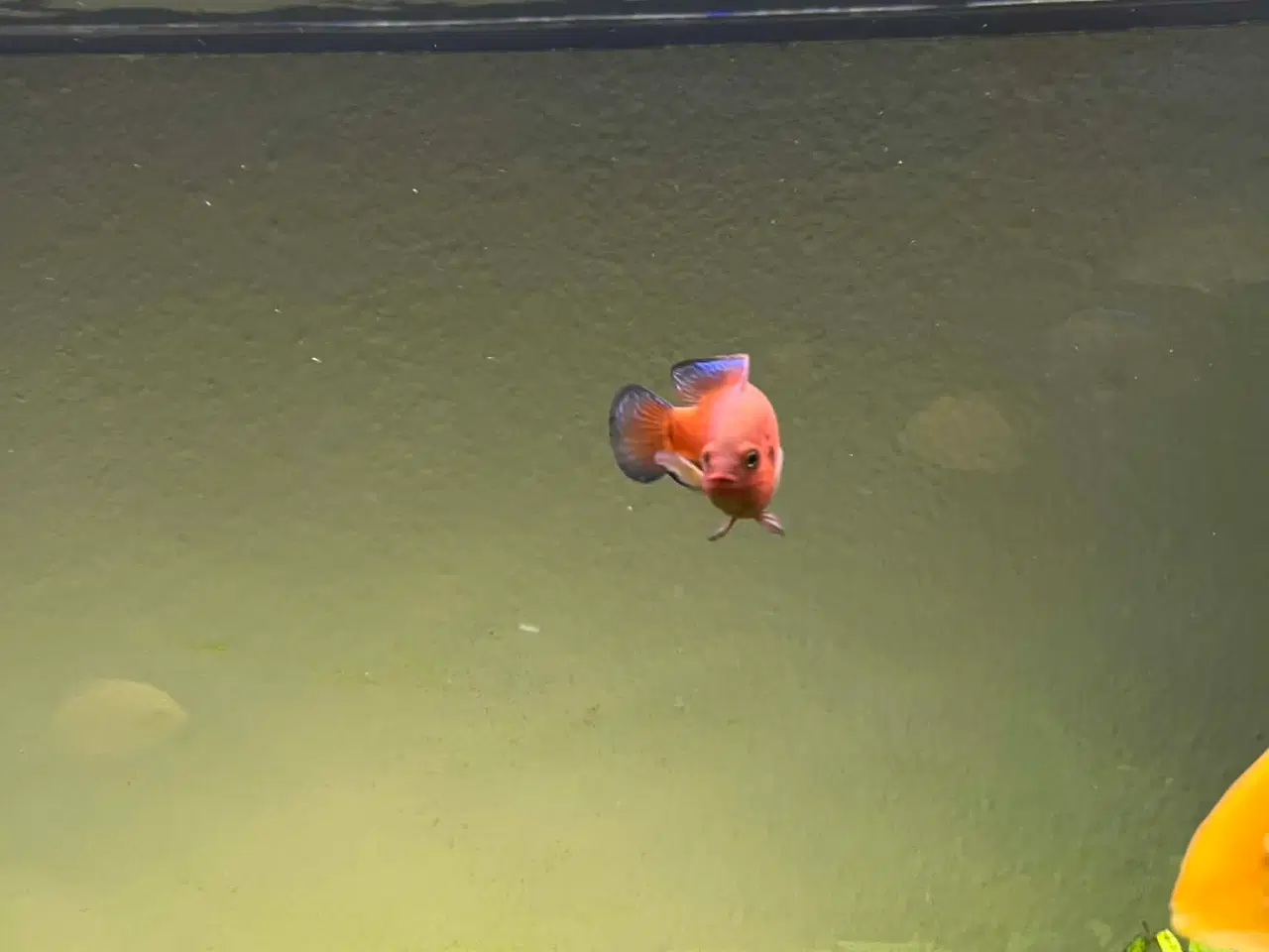 Billede 2 - Juvelcichlide 2 stk