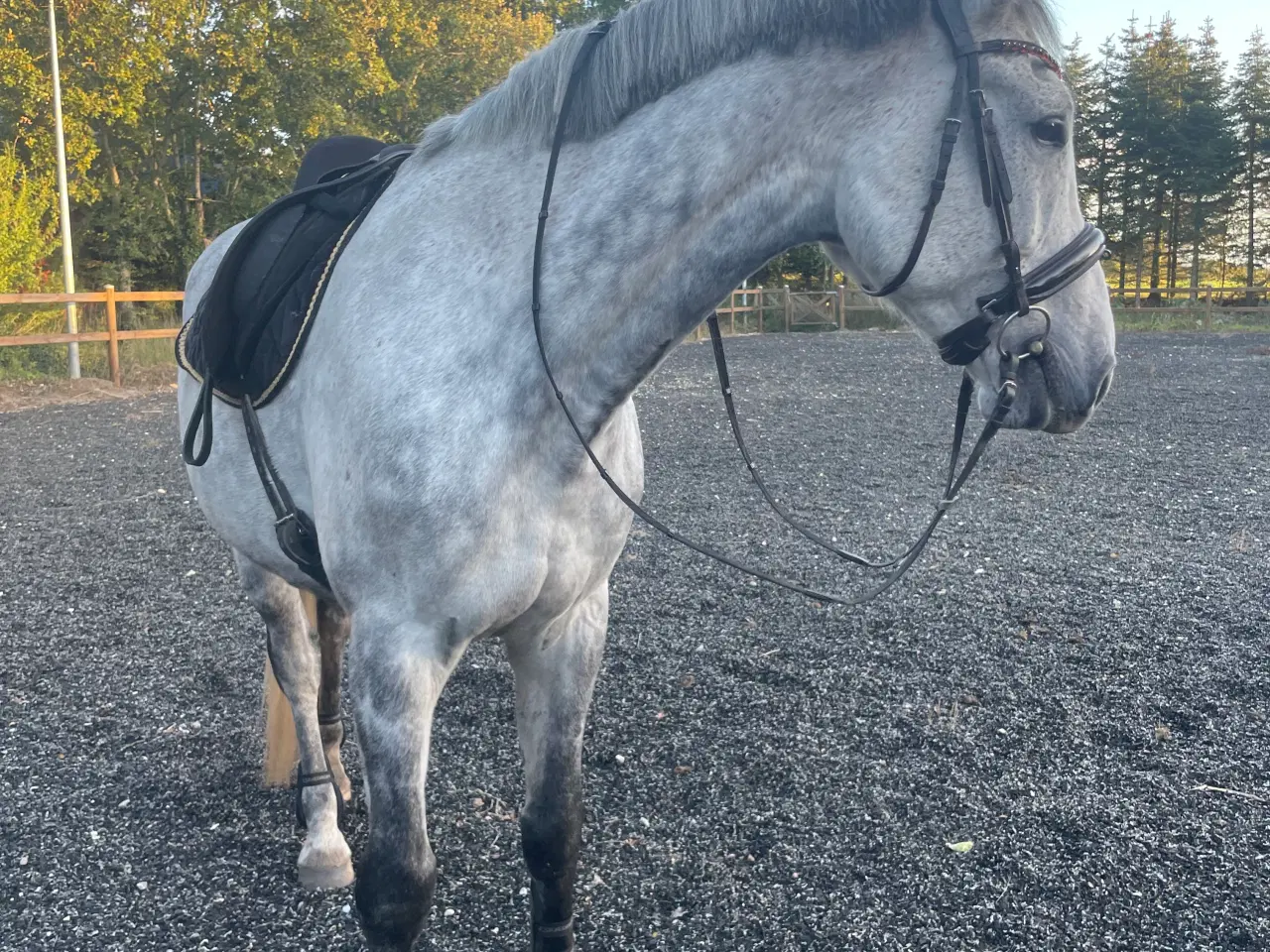 Billede 2 - Hest sælges 