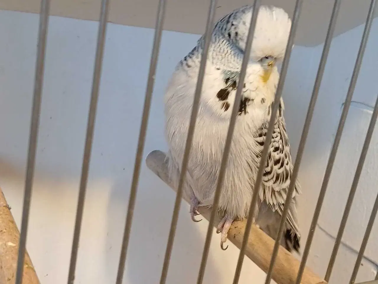 Billede 20 - 1 par Engelske undulater 