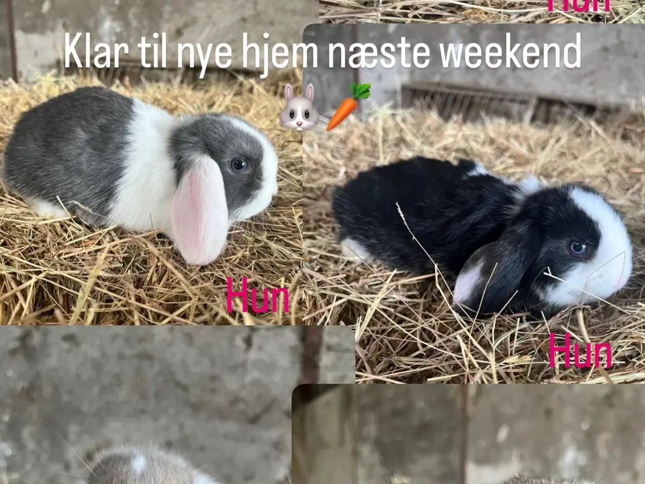 Billede 1 - Minilop kaninunger klar til nye hjem d. 02/05