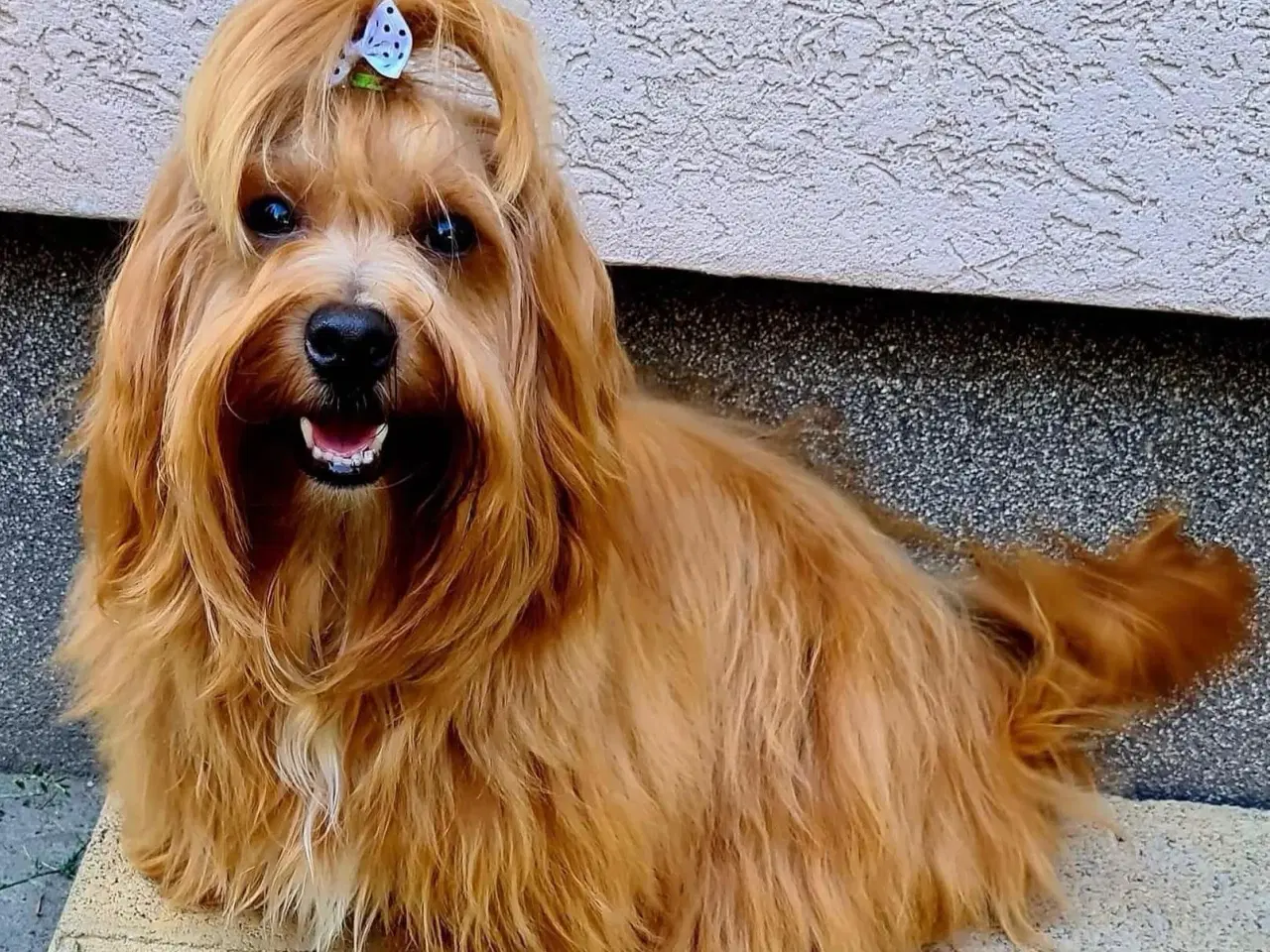 Billede 2 - 🧡Smukke & Søde Bichon Havanais 🧡