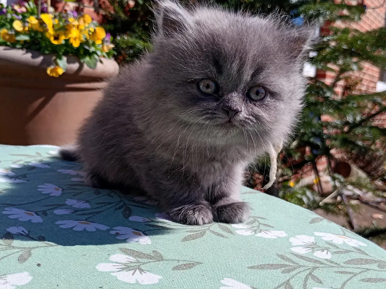 Billede 5 - British Longhair pige